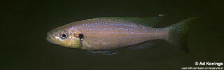 Perissodus microlepis &#39;Isanga Bay&#39;