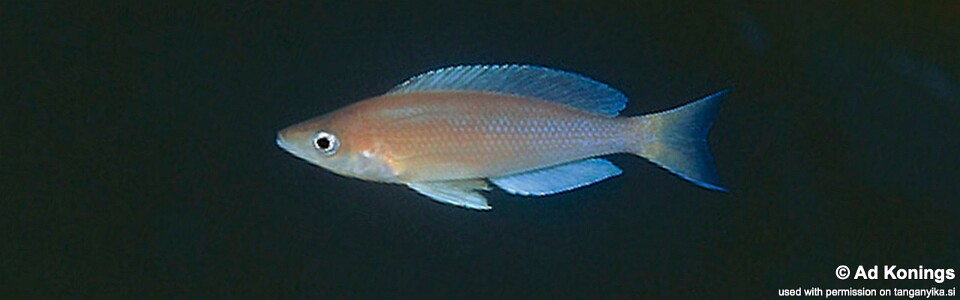 Cyprichromis sp. 'leptosoma jumbo' Isanga Bay