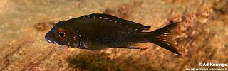 Callochromis macrops 'Isanga Bay'.jpg