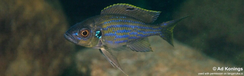 Aulonocranus dewindti 'Izinga Island'