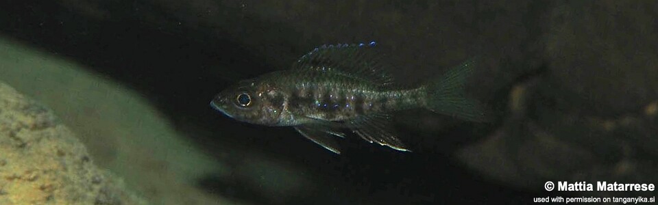 Trematocara zebra 'Jakobsen's Beach'