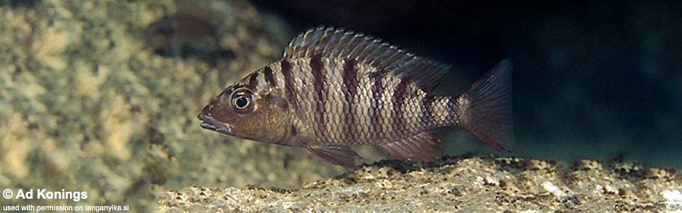 Jabarichromis pfefferi 'Kalila'<br><font color=gray>'Gnathochromis' pfefferi 'Kalila'</font>