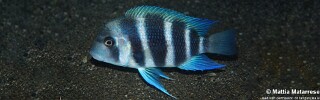 Cyphotilapia gibberosa 'Kalubale'.jpg