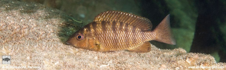 Jabarichromis pfefferi 'Kampemba Point'<br><font color=gray>'Gnathochromis' pfefferi 'Kampemba Point'</font>