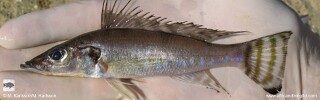 Baileychromis centropomoides &#39;Kansombo Banks&#39;
