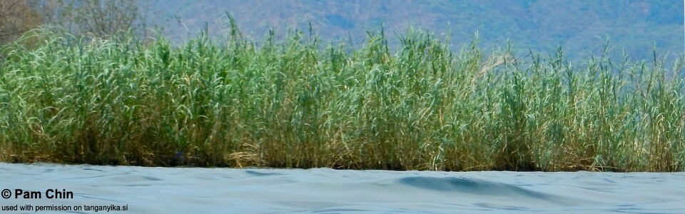 Kasakalawe, Lake Tanganyika, Zambia