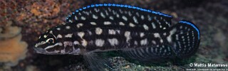 Julidochromis cf. marlieri 'Katani Point'.jpg