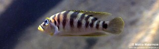 Neolamprologus fasciatus &#39;Katili&#39; Altolamprologus fasciatus &#39;Katili&#39;