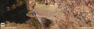 Neolamprologus pulcher &#39;Katili Bay&#39;