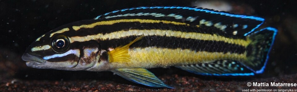 Julidochromis marksmithi 'Katondo Point'