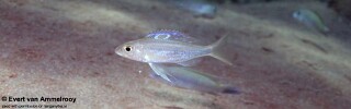 Ectodus sp. &#39;north&#39; Kigoma
