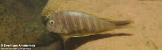 Tropheus brichardi (North of Kigoma)