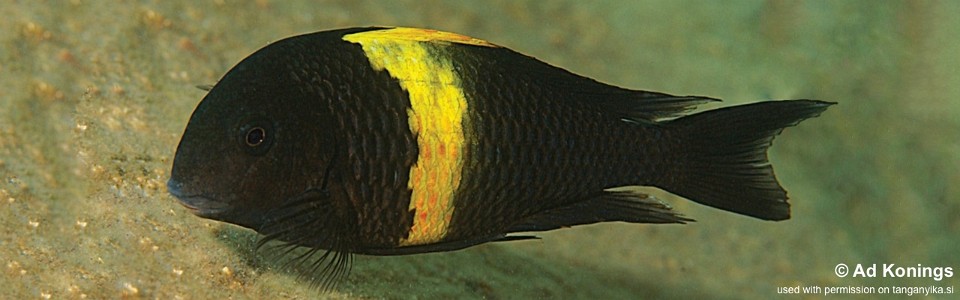 Tropheus sp. 'black' Kiriza<br><font color=gray>Kaiser II</font>