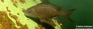 Ophthalmotilapia boops 'Korongwe Bay'.jpg