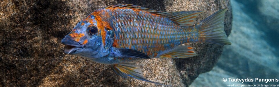 Petrochromis sp. 'kasumbe' Kungwe Point