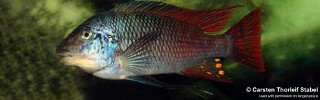 Petrochromis sp. &#39;longola red fin&#39; Longola Petrochromis sp. &#39;longnose red longola&#39; Longola