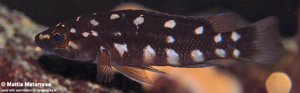 Neolamprologus sp. 'benthosplendens' Luagala Point