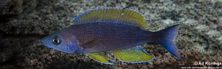 Cyprichromis pavo 'Luagala Point'.jpg