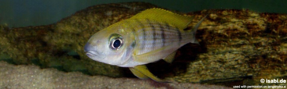 Ophthalmotilapia nasuta 'Lueba (Lweba)'