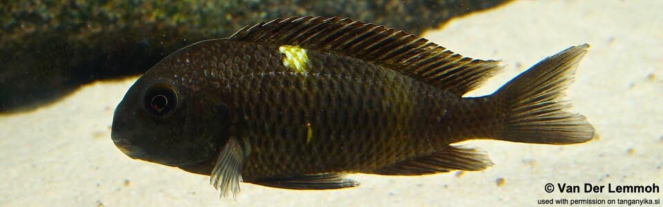 Tropheus sp. 'black' Lueba (Lweba)