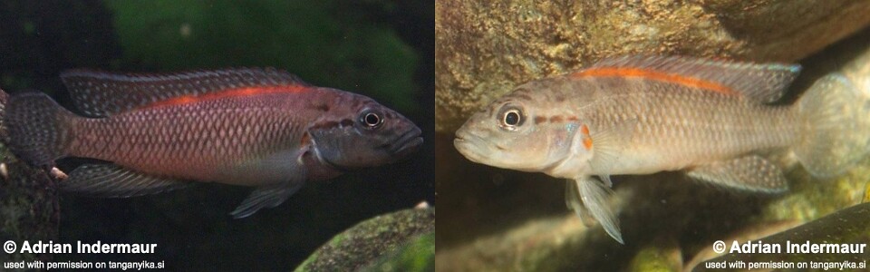 Telmatochromis salzburgeri 'Lufubu River'<br><font color=gray>Telmatochromis sp. 'lufubu' Lufubu River</font>