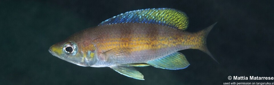 Cyprichromis cf. zonatus 'Lusekese'