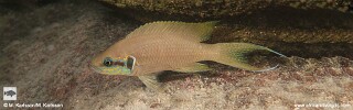 Neolamprologus brichardi &#39;Lusekese Bay&#39;