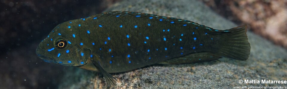 Eretmodus cyanostictus 'Lyela'