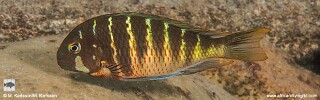 Tropheus &#39;Zadeni&#39; Mabilibili T. sp. &#39;kirschfleck&#39; x T. sp. &#39;limespot&#39;
