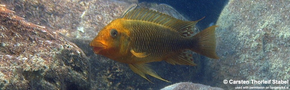 Petrochromis ephippium 'Mahale Mountains NP'