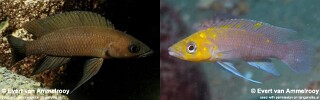 Neolamprologus longior &#39;Mahale Mountains NP&#39;