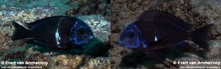 Tropheus duboisi &#39;Mahale Mountains NP&#39;