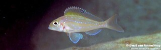 Xenotilapia spilopterus &#39;Mahale Mountains NP&#39;