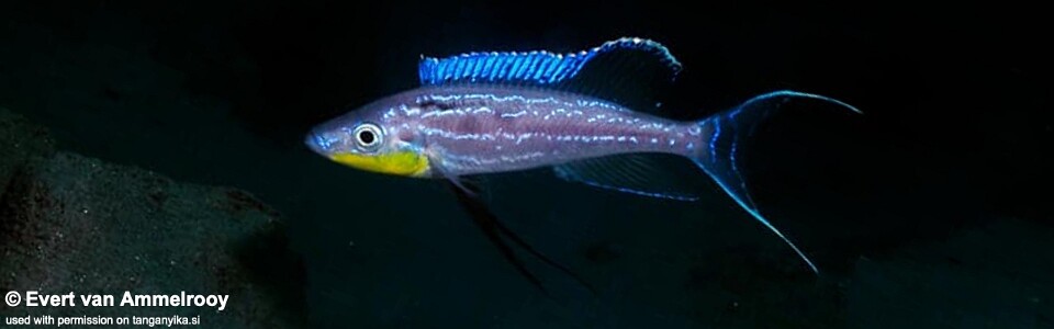 Benthochromis horii 'Mahale Mountains NP'