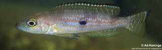 Lepidiolamprologus pleuromaculatus &#39;Makombe&#39;