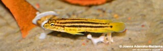Julidochromis cf. regani &#39;Malagarasi&#39; J. sp. &#39;Regani Malagarasi&#39; Malagarasi