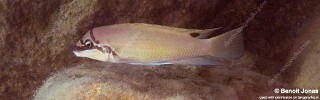 Chalinochromis brichardi &#39;Maswa&#39;