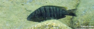 Jabarichromis pfefferi 'Maswa'.jpg