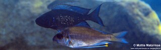Ophthalmotilapia sp. &#39;paranasuta&#39; Mawimbi