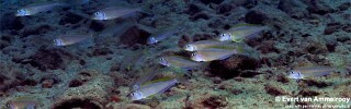 Xenotilapia flavipinnis &#39;Mkuyu Point&#39;