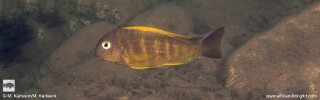 Tropheus brichardi &#39;Moyobozi (North)&#39;