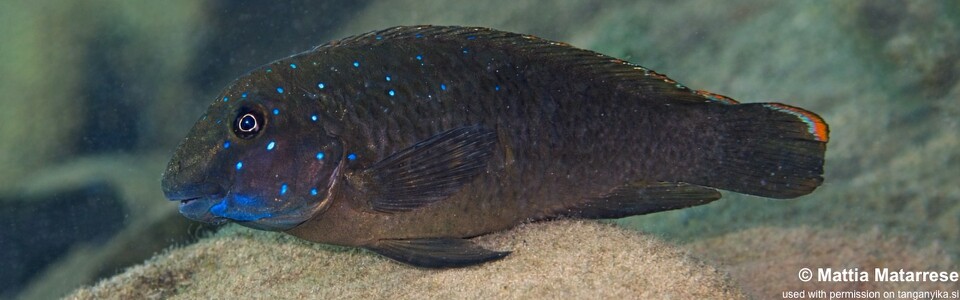 Eretmodus cyanostictus 'Mtakuja'