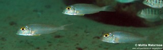 Xenotilapia boulengeri &#39;Mtakuja&#39;