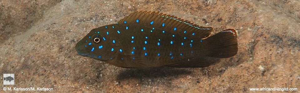 Eretmodus cyanostictus 'Mtosi Bay'