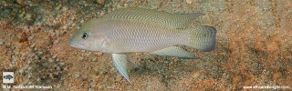 Neolamprologus cf. modestus &#39;Mtosi Point&#39;