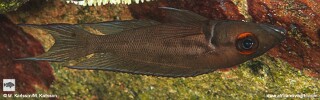 Neolamprologus timidus &#39;Mtosi&#39;