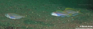 Xenotilapia flavipinnis &#39;Mtosi&#39;