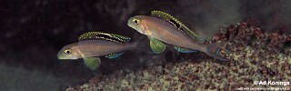 Xenotilapia sp. &#39;papilio sunflower&#39; Mtosi