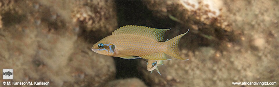 Neolamprologus brichardi 'Mtosi'