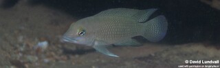 Neolamprologus cf. petricola &#39;Zambia&#39; Mulyma